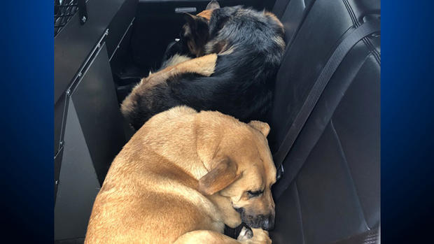 580 German Shepherd Dog Rescue Oakland 