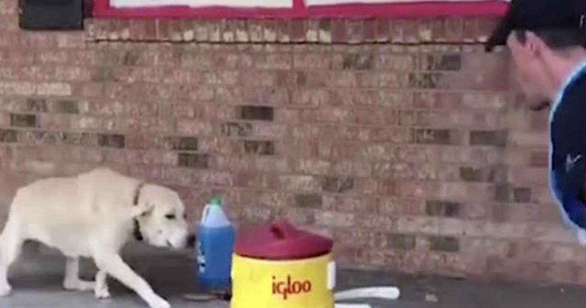 Dog Has Sweet Reaction To Getting Rescued From Flooding - CBS News