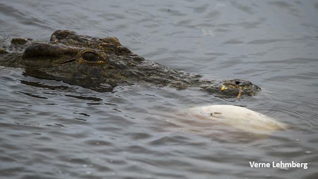 crocodile-impala-undewater-white-belly-showing-dsc2024-verne-lehmberg-620.jpg 