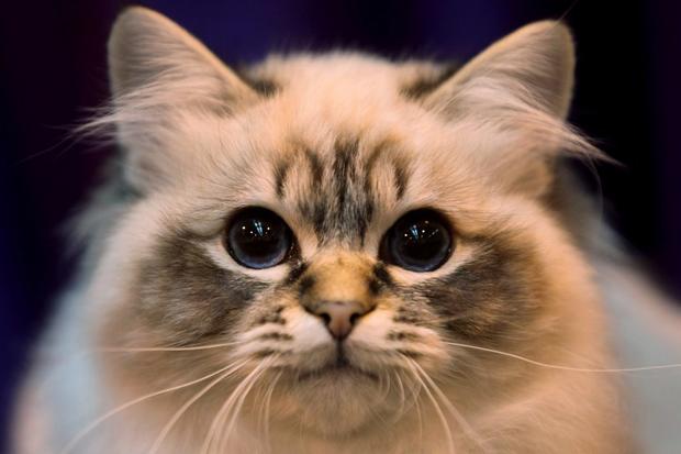 Owners And Pets Participate In The Supreme Cat Show 