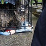 Sodden cats are brought to a boat by their owner as they are rescued from rising flood waters in the aftermath of Hurricane Florence, in Leland, North Carolina 