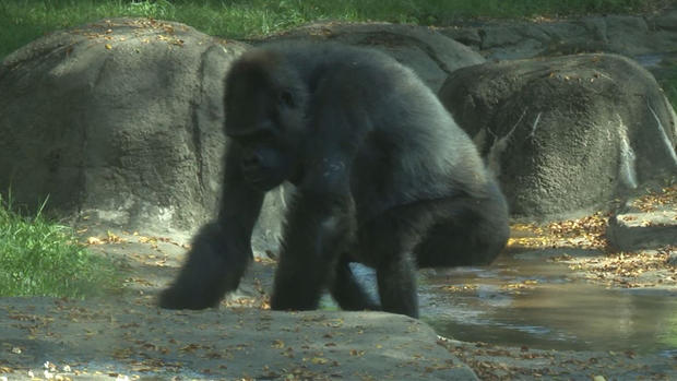 pittsburgh zoo gorilla zakula 