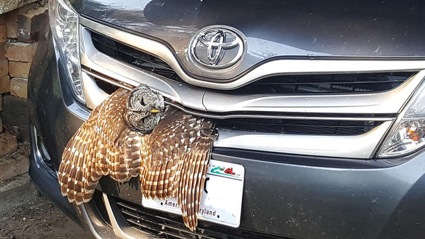 wisconsin dnr owl rescue 