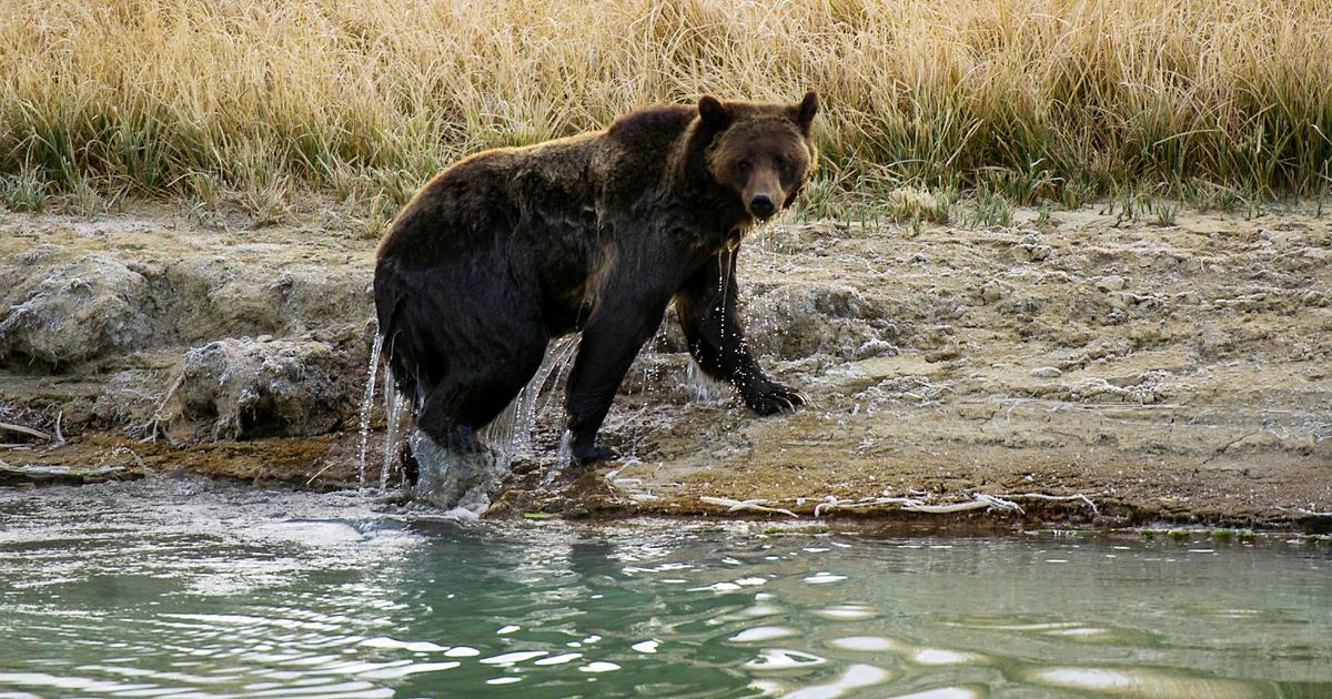 Recent Bear Attacks Prompt a Call to Ease Hunting Restrictions
