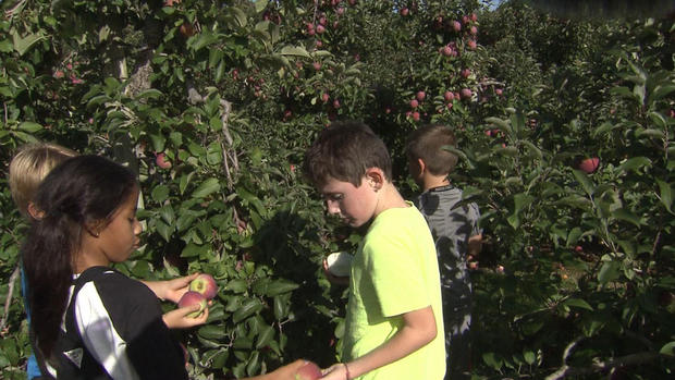 Honey-pot-hill-orchards-stow-kids-picking-apples 