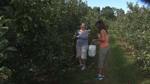 apple-pickers-honey-pot-hill-orchards-stow 