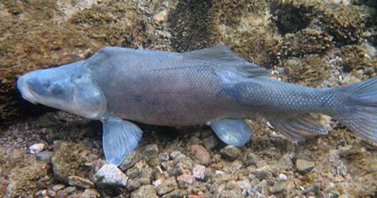 Another Rare Fish Pulled Back From Extinction - CBS Colorado