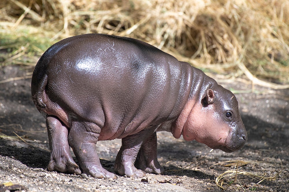 Pygmy Baby Hippo Makes Exhibit Debut At Zoo Miami