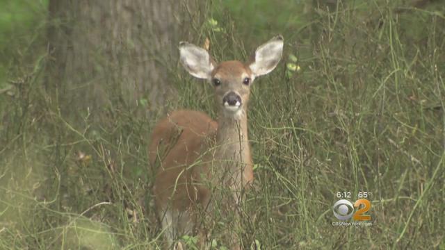 staten-island-deer.jpg 