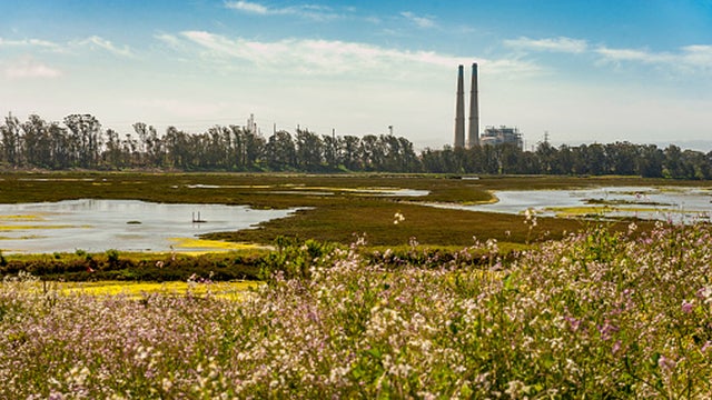 elkhorn-slough1.jpg 