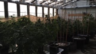 epc-marijuana-1.jpg 