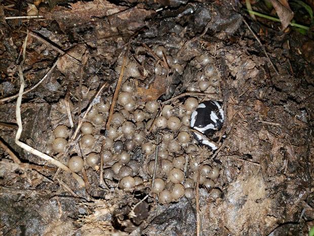 Photo of a Female Marbled Salamander Guarding Her Nest 