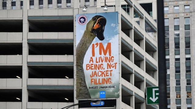 peta-canada-goose-ad.jpg 