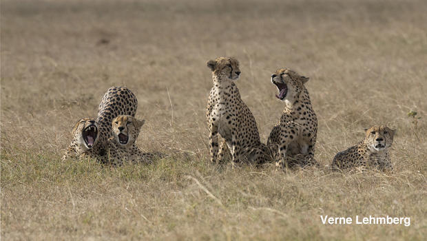 cheetahs-yawn-before-hunt-verne-lehmberg-620.jpg 