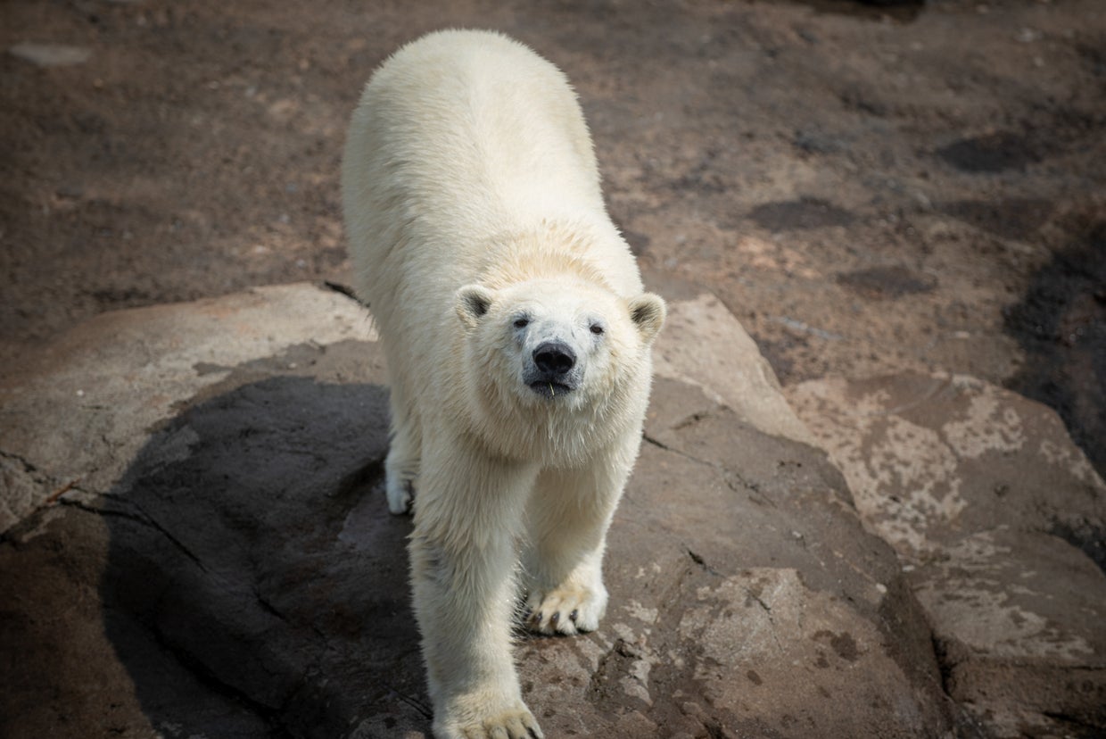 The Maryland Zoo Welcomes Polar Bear Cubs Amelia And Neva CBS Baltimore