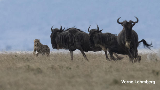 cheetah-chasing-wildebeest-verne-lehmberg-620.jpg 