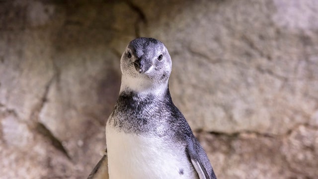 magellanic-penguin-chick_brh_1150.jpg 