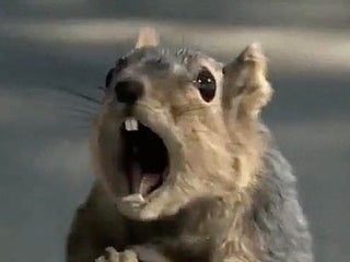 Frontier airlines emotional support animal clearance