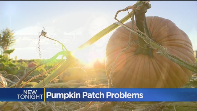 pumpkinsss.jpg 