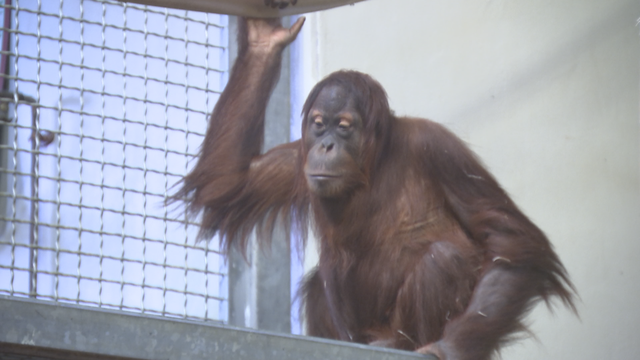 orangutans-9th-birthday-af-concatenated-122114_frame_6392.png 