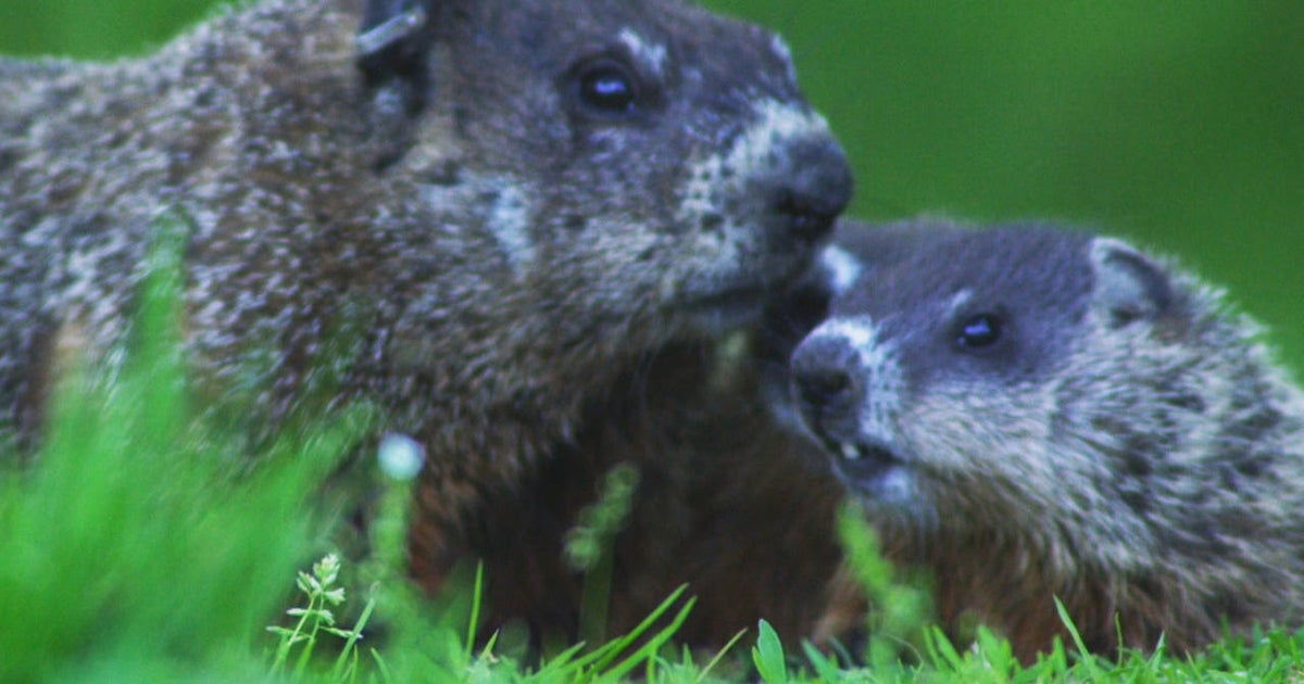 Moment in Nature Woodchucks at the Gilsland Farm Audubon Center in