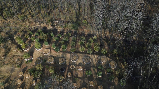 Illegal pot grows 2 &ndash; Calaveras county sheriff 