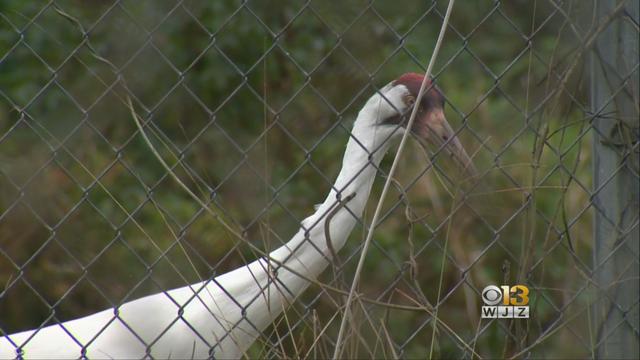 whooping-crane.jpg 