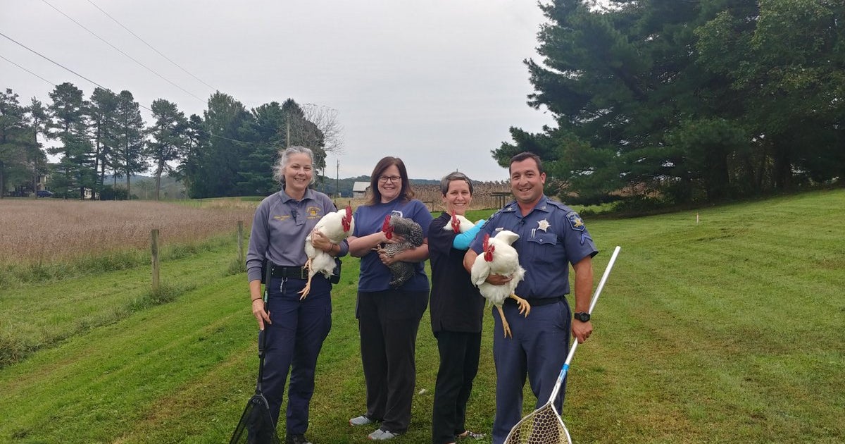Sheriff's Office Helps Rescue 7 Roosters Dumped On Maryland Road CBS Baltimore