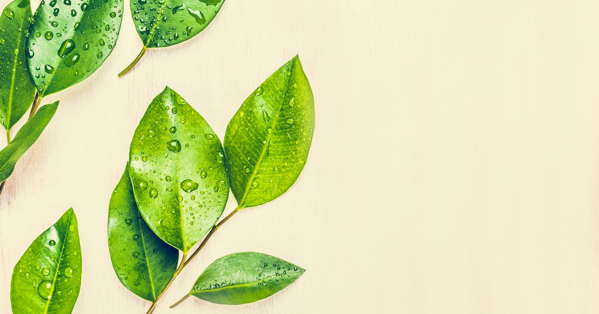 Meet A Teatender At Midtown's New Tea Bar & Fusion Cafe CBS Sacramento