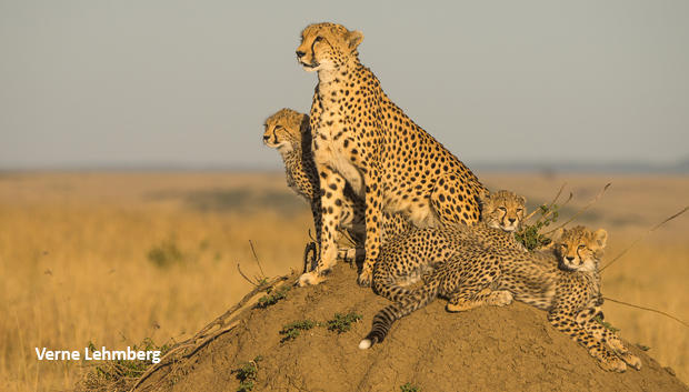 cheetah-family-on-termite-mound-verne-lehmberg-620.jpg 