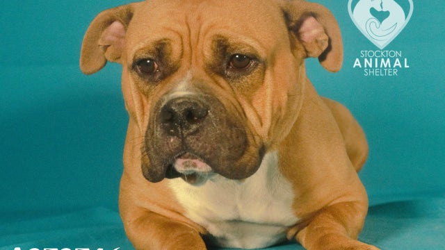 stockton-animal-shelter-full.jpg 