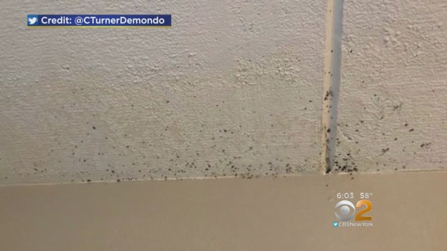 mold-in-college-dorm-rooms.jpg 