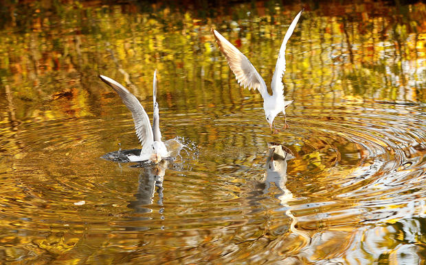 Autumn colours are reflected in the water as gulls dive for food on the Grand Union Canal in Loughborough 