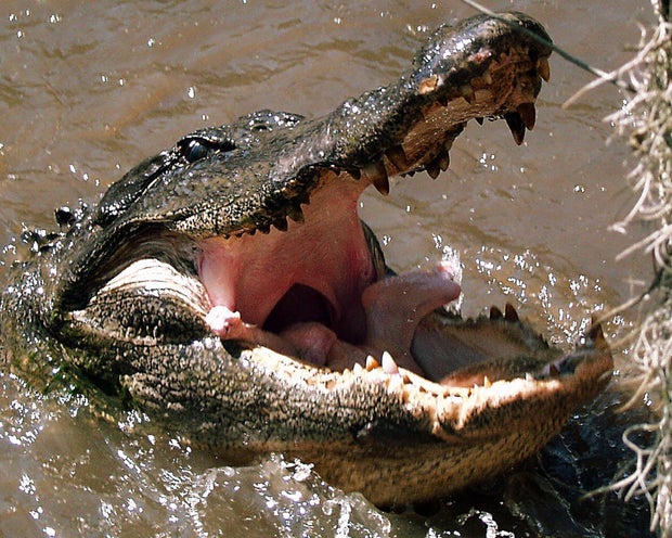 williams-hero-gator.jpg