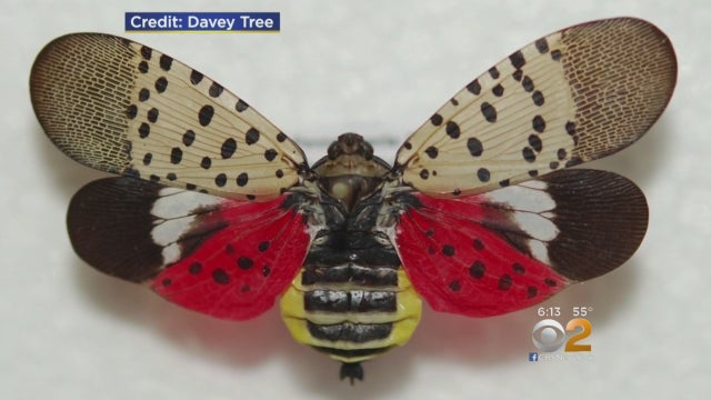 spotted-lanternfly.jpg 