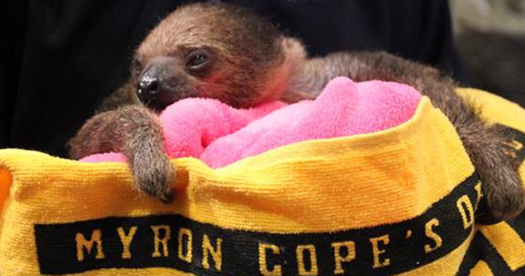 National Aviary Is Place To Celebrate International Sloth Day - CBS ...