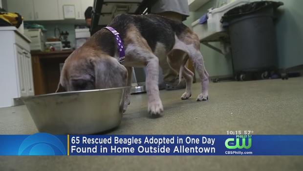 65 Beagles Adopted After Being Rescued From Lehigh County Home 