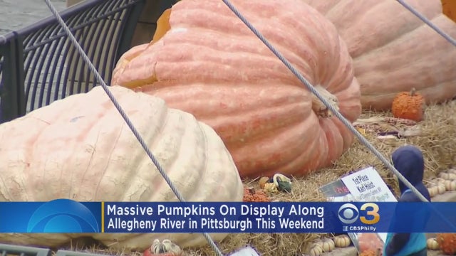 massive-pmpkins.jpg 