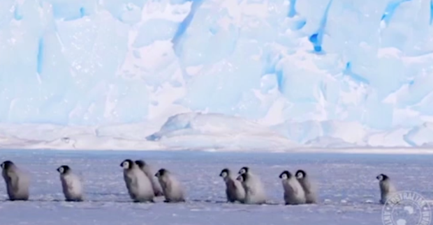 baby penguin march 