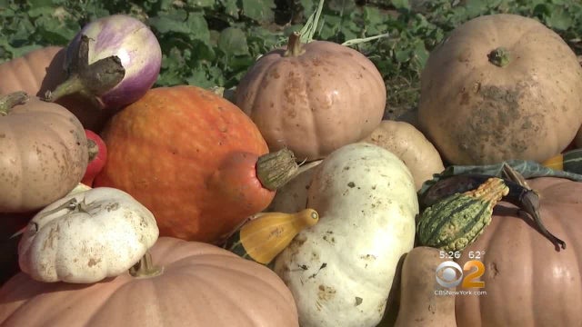 Long Island community garden