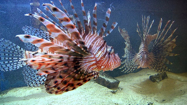 Lionfish Florida Ban