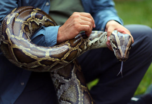 Longest snake in captivity ever