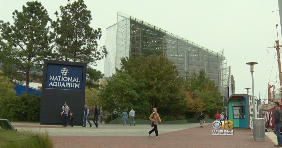 Free Fall Baltimore Encourages Families To Explore The City - CBS Baltimore