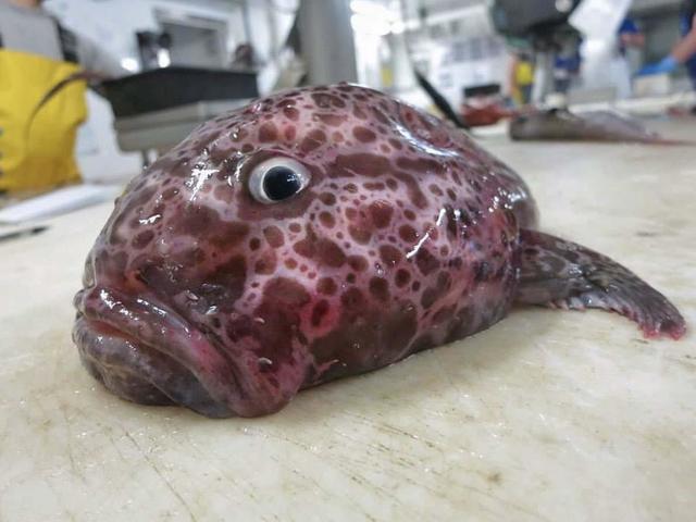 weird looking fish