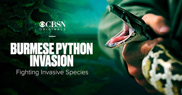 Burmese python invasion: CBSN Originals preview - CBS News