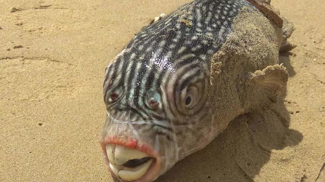 Indonesia "sea monster" is finally identified - CBS News
