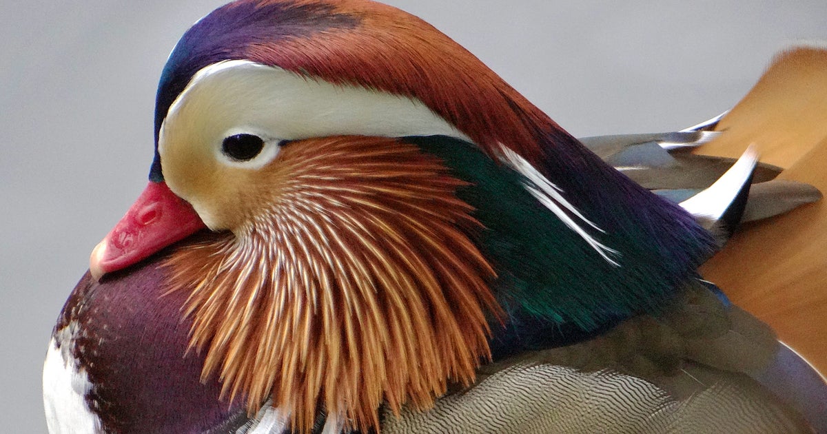 Rare Mandarin Duck Makes A Splash In Central Park CBS New York