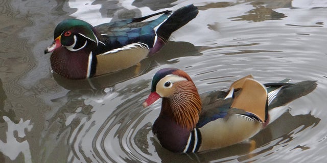 Mandarin Duck
