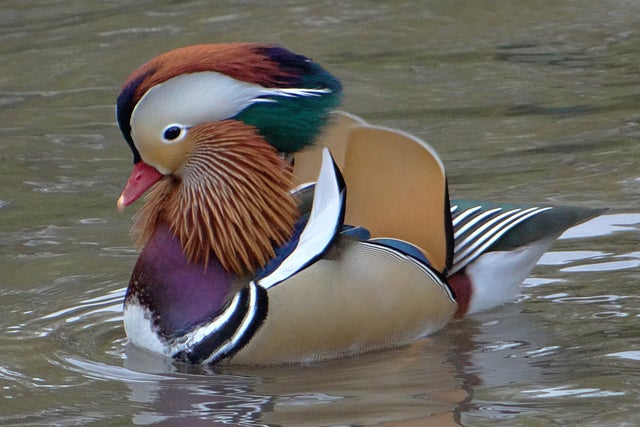 Mandarin Duck