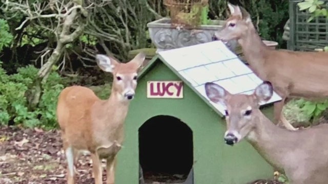 deer.jpg 